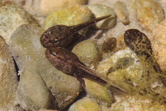 Seefrosch (Rana ridibunda)